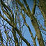 Arran Whitebeam