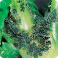 Blackfly