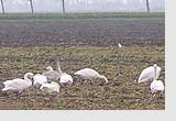 Bewick's swans in the Netherlands