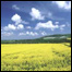 منظره تابستانی