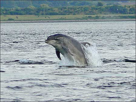Dolphin