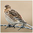 North Uise (Image: Twite c/o RSPB Images/Marshall)