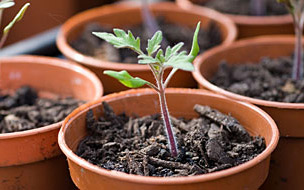 Baby oak tree