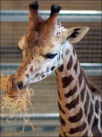 Gerald the giraffe