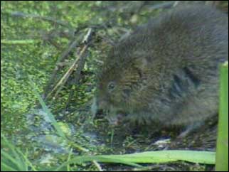 Water vole
