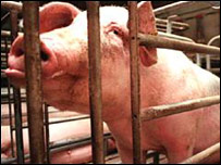 Porcos serão treinados para proteger assentamentos na Cisjordânia