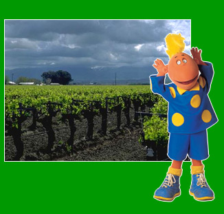 Jake in front of rain-soaked field