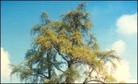 Ginko tree