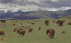 Wild New World - Then and Now