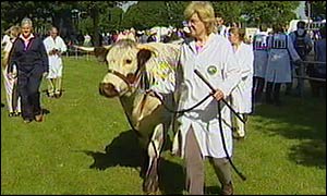 Picture: Cow paraded towards arena.