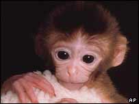 Macaco rhesus
