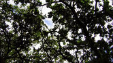 Twisted branches...
