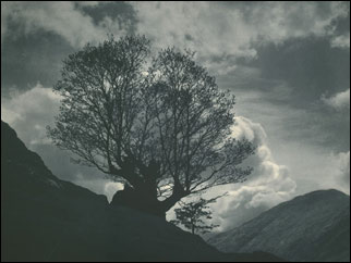 Tree on the Mountainside