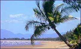 Palm tree on a beach.