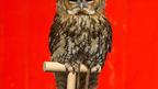 An owl