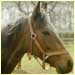 Grand National Challenge