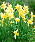 daffodils
