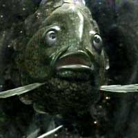 Teufel the Fish God is staring at you