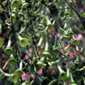 Nicotiana langsdorfii, Tobacco plant