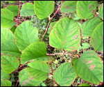 Japanese Knotweed
