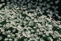 Anemone nemorosa