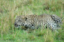 Leopard in the Mara 1 Leopard in the Mara 1