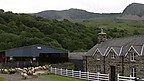 Sheep Farming in Snowdonia