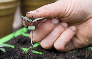 Pricking out