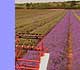 norfolk lavender.