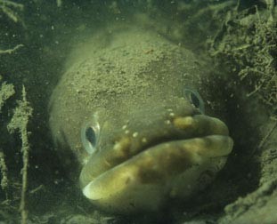 European Eel from the Nature Picture Library