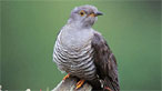 Cuckoo. Image © RSPB
