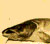 Fish head
