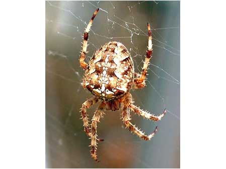 Garden Spider