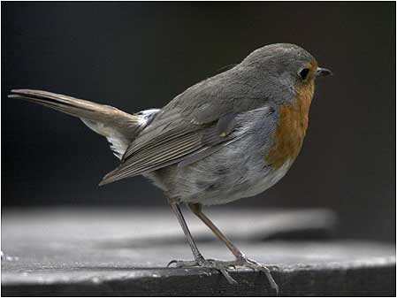 Robin