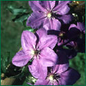 Clematis Kathleen Wheel