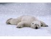 Urso polar