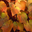 Vitis coignetiae, Ornamental vine