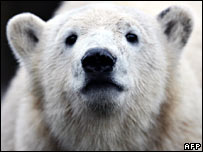 Urso Knut