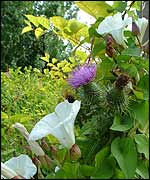 Plants