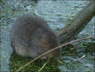 Water vole