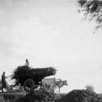 In 1942 India awaited , virtually unchanged. This was a typical scene on the Saugor to Jhansi road, central India.The bullock cart had not changed because it was perfect for the job it had to do. In 1942 India awaited , virtually unchanged. This was a typical scene on the Saugor to Jhansi road, central India.The bullock cart had not changed because it was perfect for the job it had to do.