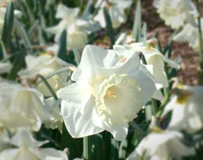 Daffodils - by Don Anderson