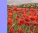 poppies.