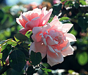 Albertine