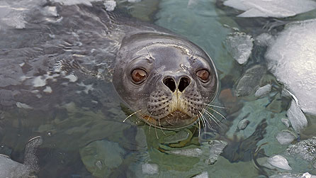 Weddell seal surfaces, Antarctica (copyright: Steven Kazlowski/naturepl.com)