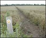 Path across the wheat field