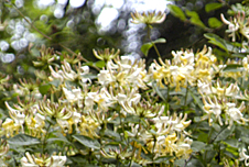 A bush