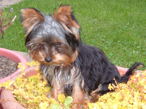 Sammy