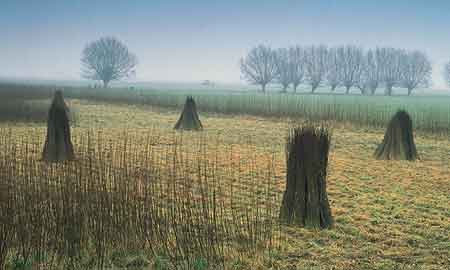 Misty willow field  