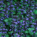 Ajuga reptans, Bugle